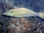 Besenschwanzfeilenfisch - Scrawled filefish