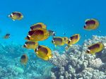 Tabak Falterfisch - Diagonal butterflyfish