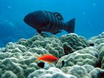 Rotmeer Leopard Zackenbarsch - Red Sea coral grouper