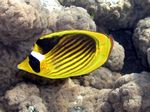 Tabak Falterfisch - Diagonal butterflyfish