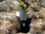 Gestreifter Falterfisch - Lined butterflyfish