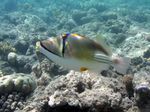 Arabischer Picasso-Dr&uuml;ckerfisch - Arabian Picasso Triggerfish