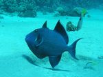 Blauer Dr&uuml;ckerfisch - Blue Lined Trigger