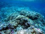 Korallen / Riffkante / Riffabhang - Coralles / Reefedge / Reefslope