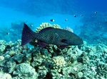 Leoparden Zackenbarsch - Spotted coralgrouper