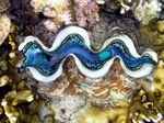 Schuppige riesenmuschel - Scaly Giant Clam