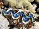 Schuppige riesenmuschel - Scaly Giant Clam