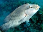 Napoleon Lippfisch - Humphead wrasse