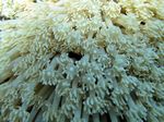 Gonipora - Softcoral sp.