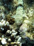 Eidechselfisch - Variegated Lizardfish