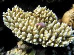 Hischhornkoralle - Staghorn Coral