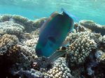 Rostpapageifisch - Rusty parrotfish