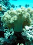 Pfifferling koralle - Velvet Leather Coral