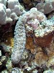 Strichel Seegurke - Striated Sea Cucumber