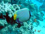 Imperatorkaiserfisch - Emperor angelfish
