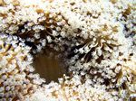 Pfifferling/Pilz Lederkoralle - Velvet Leather Coral