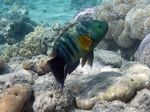 Besenschwanz Prachtlippfisch - Broomtail Wrasse