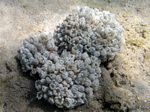 Plapperkoralle - Chatter Coral
