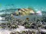 Rotmeer Picassodrücker - Picasso triggerfish