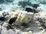 Kugelkopf Papageienfisch Weibchen - Daisy Parrotfish - female