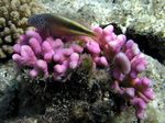 Forsters Büschelbarsch - Forster's Hawkfish