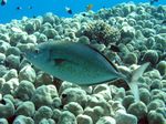 Orangefleck Makrele - Orangespotted trevally