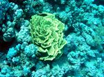 Gewundene Salatkoralle - Serpentine Salad Coral