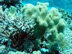 Pfifferling koralle - Velvet Leather Coral
