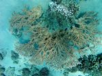 Tischkoralle - Table Coral