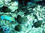 Brauner Segelflossen Doktorfisch - Red Sea Sailfin Tang