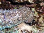 Strichel Seegurke - Striated Sea Cucumber