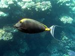 Indischer Gelbklingen-Doktorfisch - Elegant unicornfish