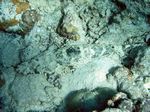 Teppich Krokodilfisch - Crocodile flathead