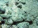 Teppich Krokodilfisch - Crocodile flathead