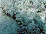 Teppich Krokodilfisch - Crocodile flathead