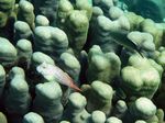 Leoparden-Schleimfisch - Leopard blenny