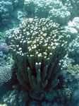 Porenkoralle - Finger coral