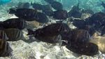 Brauner Segelflossen Doktorfisch - Red Sea Sailfin Tang