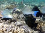 Langnasen Papageienfisch - Pacific longnose parrotfish