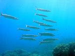 Querbänder Barrakuda - Blackfin Baracuda