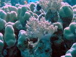 Brokkoli Koralle - Broccoli Coral