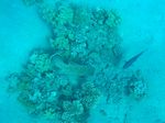 Napoleon Lippfisch - Humphead wrasse