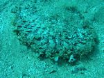 Stachelauster - Thorny Oyster ?