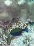 Blauer Kofferfisch - Bluetail trunkfish