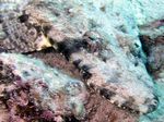 Teppich Krokodilfisch - Crocodile flathead