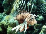Rotfeuerfisch - Firefisch