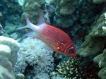 Soldatenfischa varietät - Silverspot squirrelfish