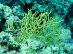 Buschgorgonie -Reefcorals