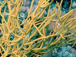 Buschgorgonie -Reefcorals