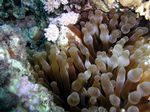 Keulen Anemone / Anemonenfisch - Bottle Anemone / Clown fishes